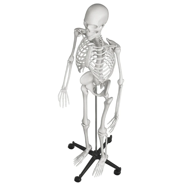 Human skeleton — Descargar