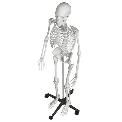 Human skeleton — Ver 4