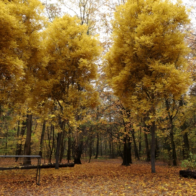 Ash-tree / Fraxinus #6 — Descargar