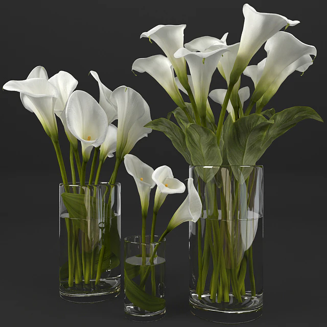 Calla lily — Скачать