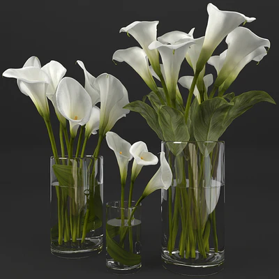 Calla lily — Вид 1