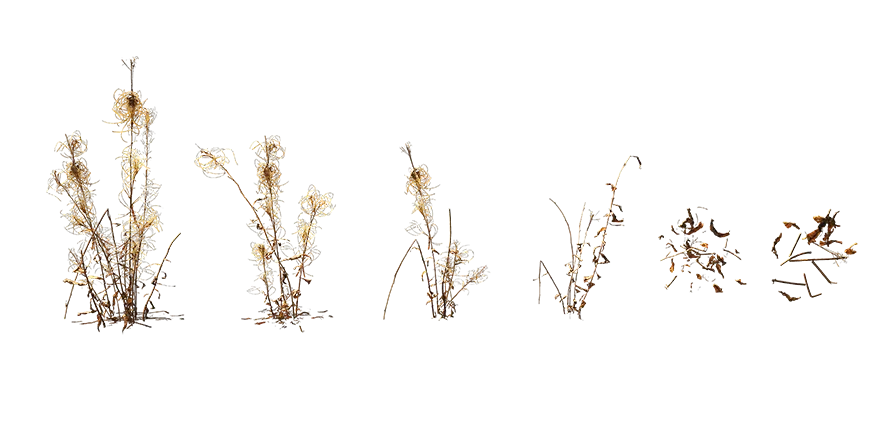 willowherb 020 — Скачать