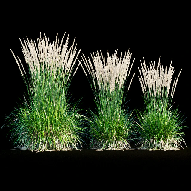 Feather reed grass — Descargar