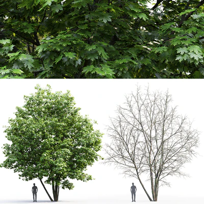 Maple — Ver 3