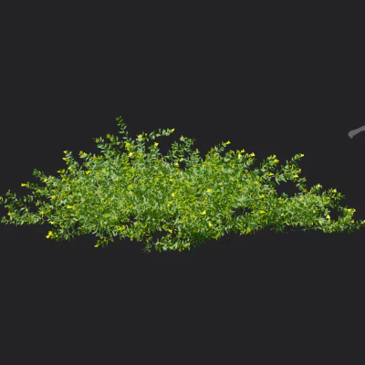 allamanda cathartica 004 — Descargar
