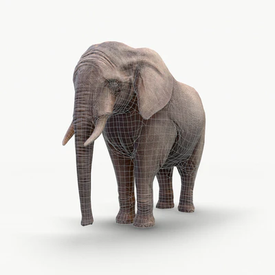 Elephant / Elephant — View 2