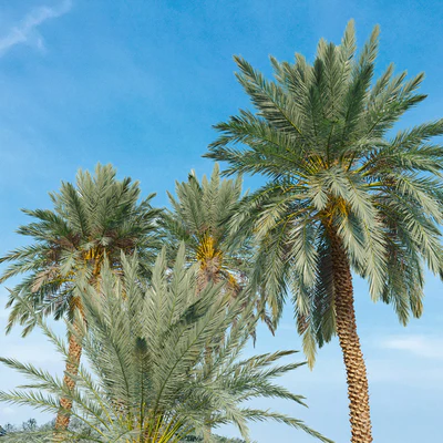 Phoenix dactylifera — View 2