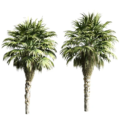 set of palms — Ver 2
