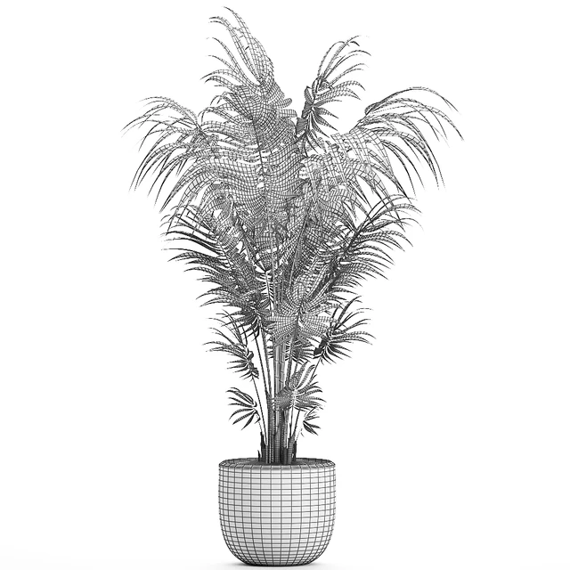 Beautiful decorative lush indoor palm tree in a white modern pot with Hovea, kentia, neanta. Set 518. — Descargar