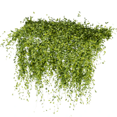 Collection Plant Vol 293 - Fitowall - Leaf - Ivy — Ver 3