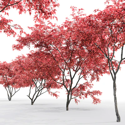Acer Ginnala — Ver 3