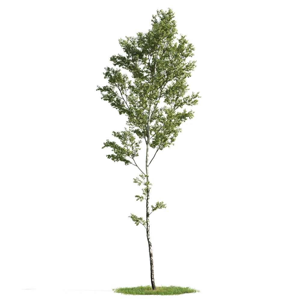 trees 005 — Скачать