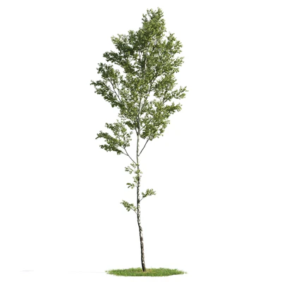 trees 005 — Скачать