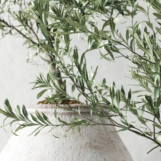 Olive European In Antique Vessels — Descargar