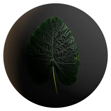 huge elephant ear plant leaf 001 — Descargar