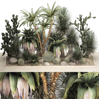 Collection of desert plants from cacti, Yucca and prickly pear, carnegie, Dracaena thickets, botanical garden. 1108. — Ver 1