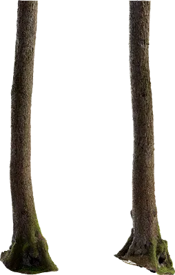 alder tree trunk 004 — Descargar
