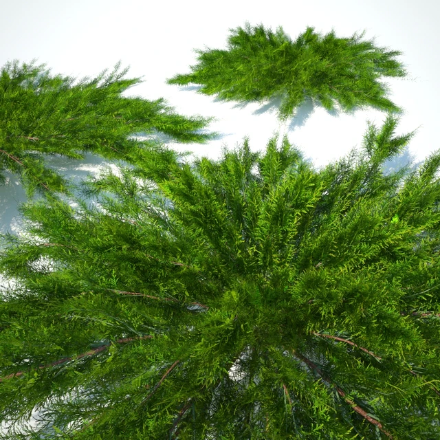 Juniper horizontal | Juniperus horizontalis — Descargar