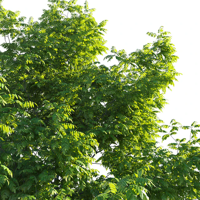 Орех маньчжурский (Juglans mandshurica) — Скачать