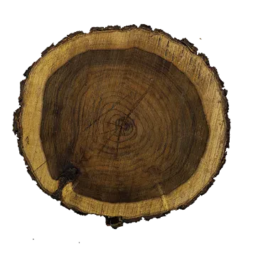 tree trunk 003 — Descargar