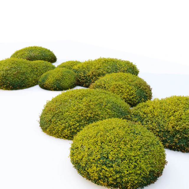 Autumn boxwood — Descargar