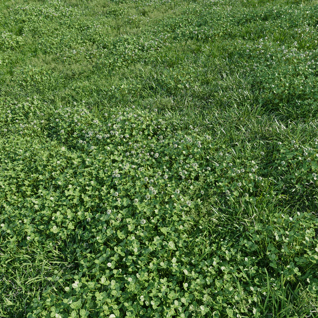 Lawn - bluegrass with clover — Descargar