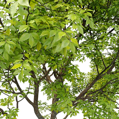 Green Ash (Fraxinus pennsylvanica)  3 — Ver 3
