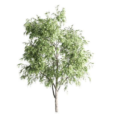set of acacias-vray — Вид 4