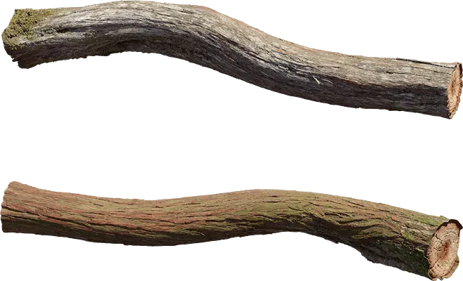 juniper branch 003 — Descargar