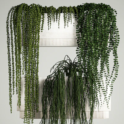 Vertical landscaping with hanging plants of Senecio and Succulents in hanging flowerpots. 68 — скачать