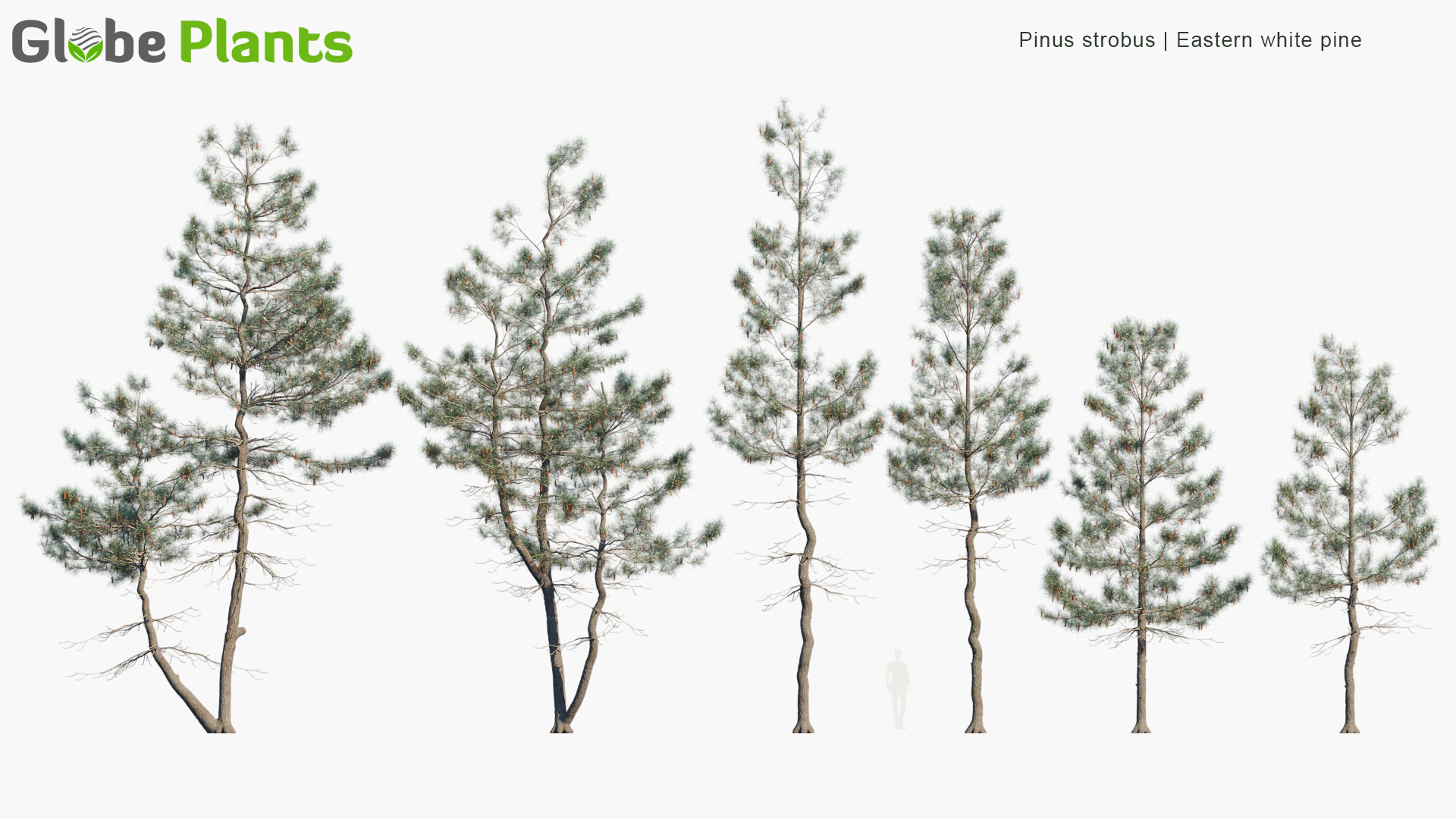 pinus strobus — Скачать