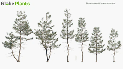 pinus strobus — download