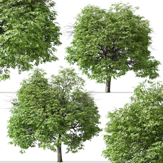 Set of Butternut Tree ( Juglans cinerea ) ( 2 Trees ) — Скачать