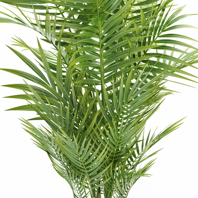 PLANTS 149 — Descargar