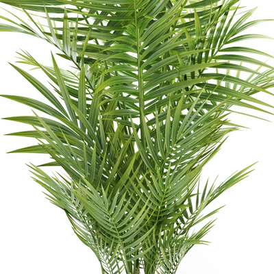 PLANTS 149 — Ver 2