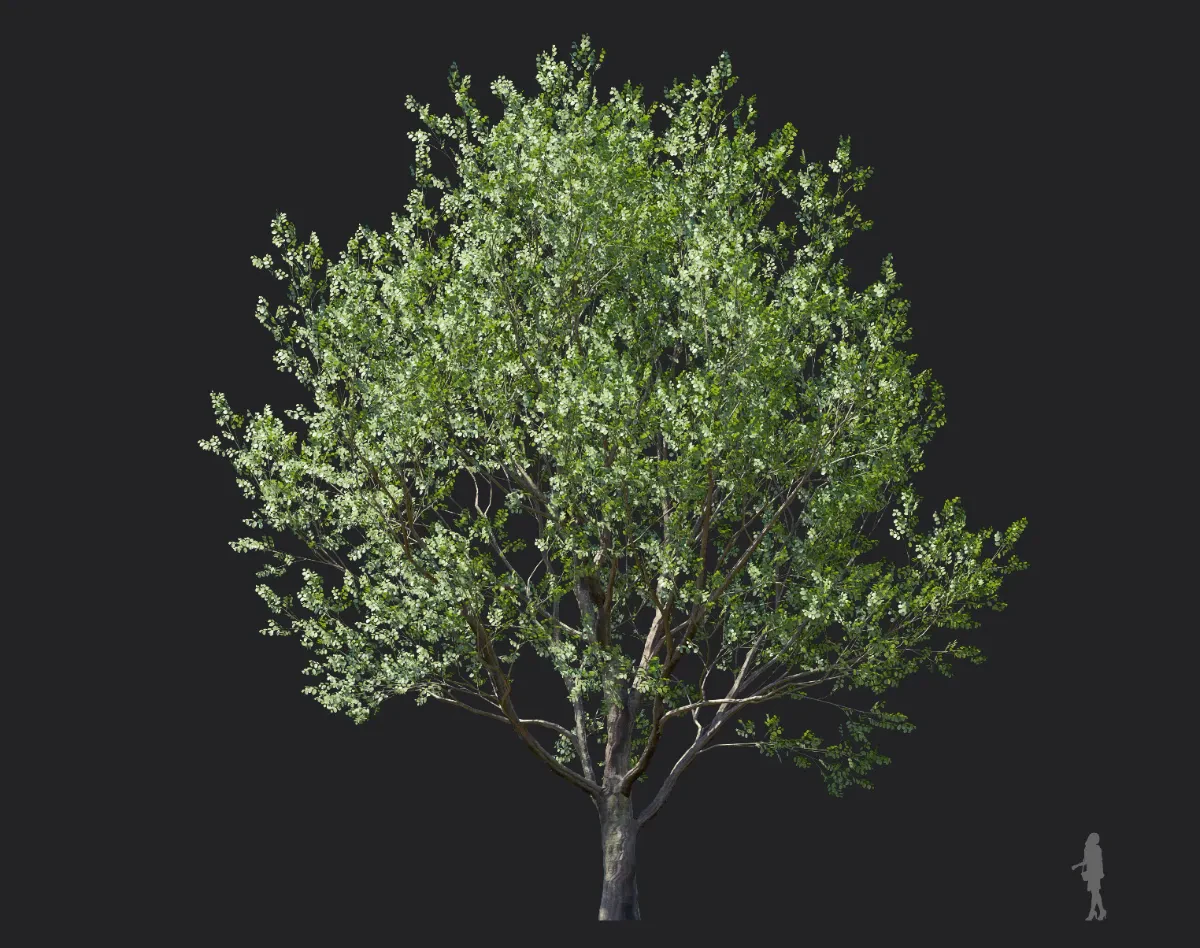 celtis koraiensis 001 — Descargar