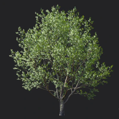 celtis koraiensis 001 — Descargar