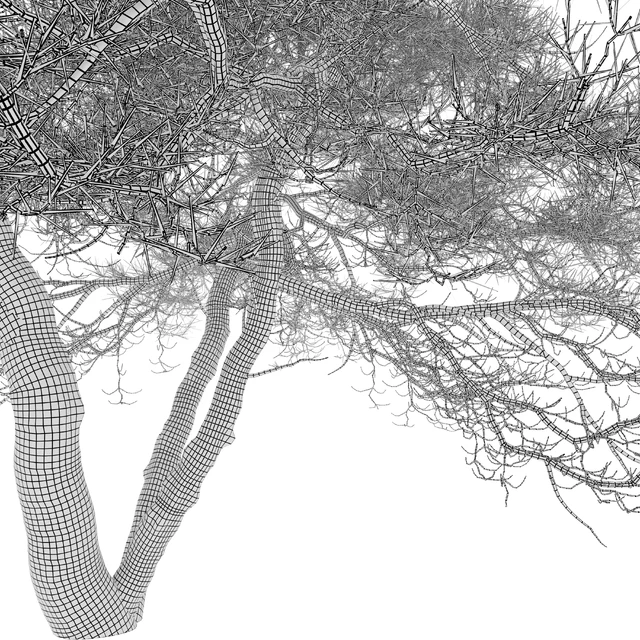 Japanese red pine 02 — Descargar