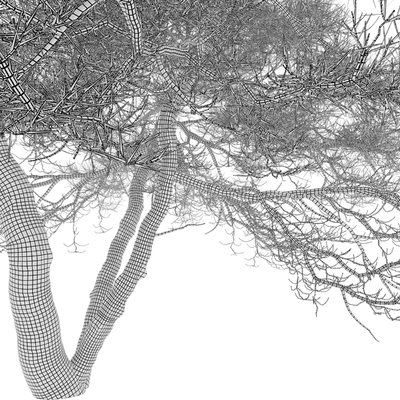 Japanese red pine 02 — Ver 2