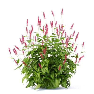 Highlander candlestick flowers | Persicaria amplexicaule — View 3