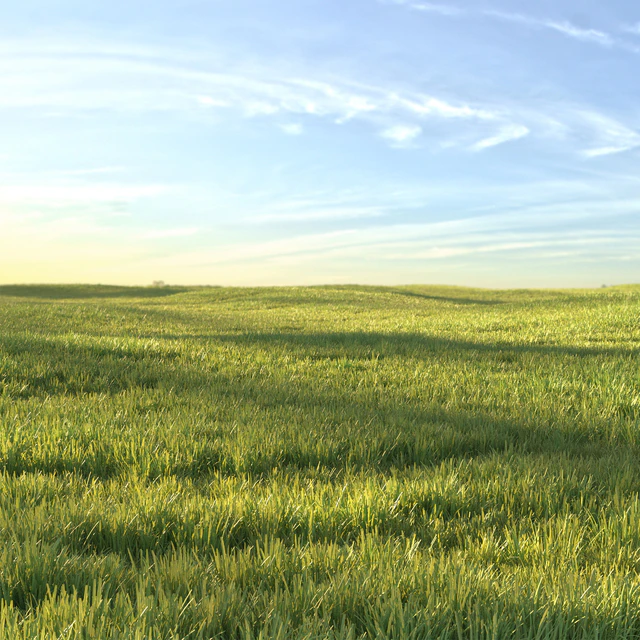 Sunny lawn — Descargar