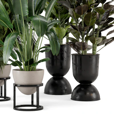 Indoor Plants in rusty Concrete Pot on Metal Shelf - Set 242 — Ver 5
