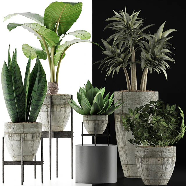 Plants Collection 37 — Descargar