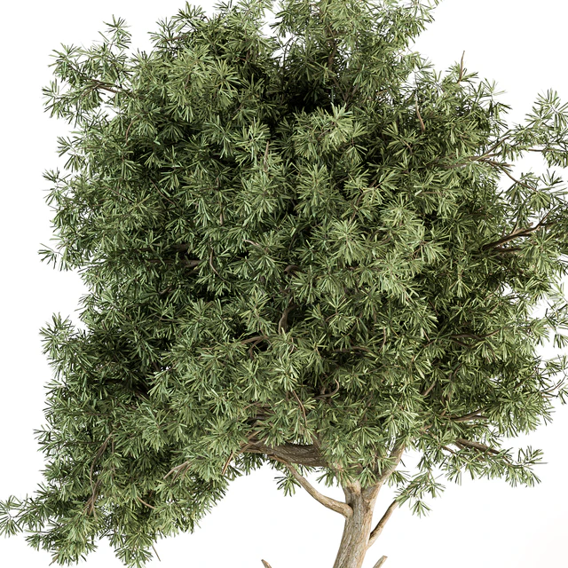 indoor Plant Set 344- Tree and Plant Set in pot — Скачать