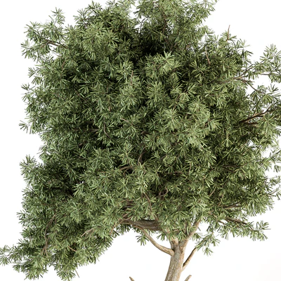 indoor Plant Set 344- Tree and Plant Set in pot — Вид 3