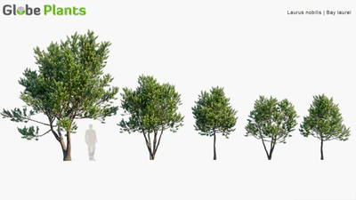 laurus nobilis — descargar