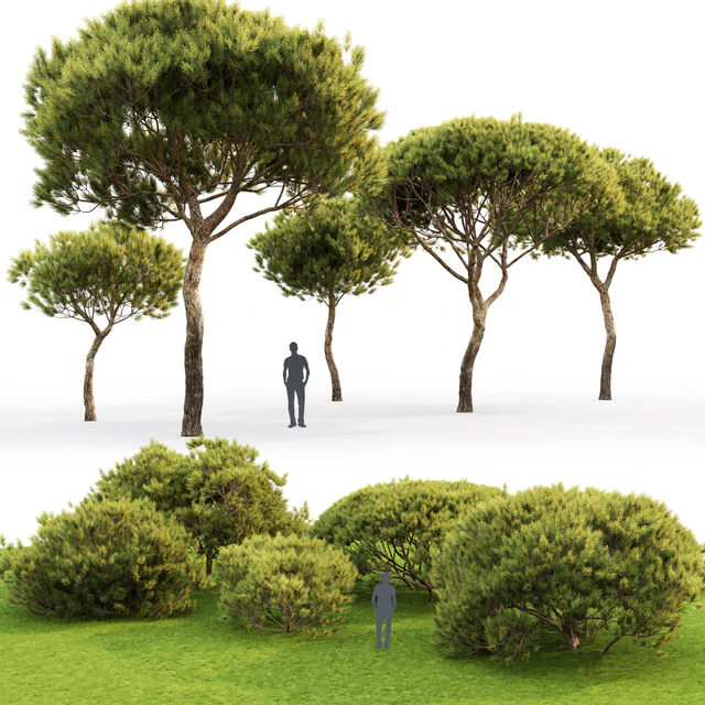 Pine — Descargar