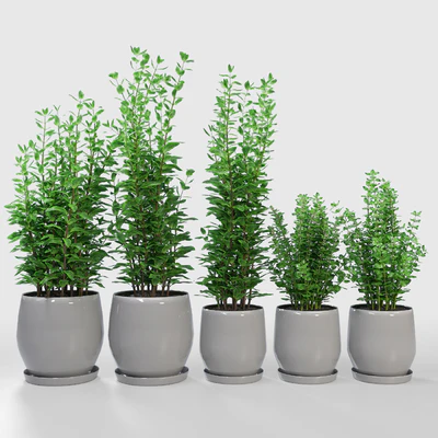 Kitchen Plant - Campana Gray Planters — Ver 1