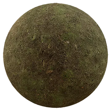 mossy forest floor 007 — Descargar