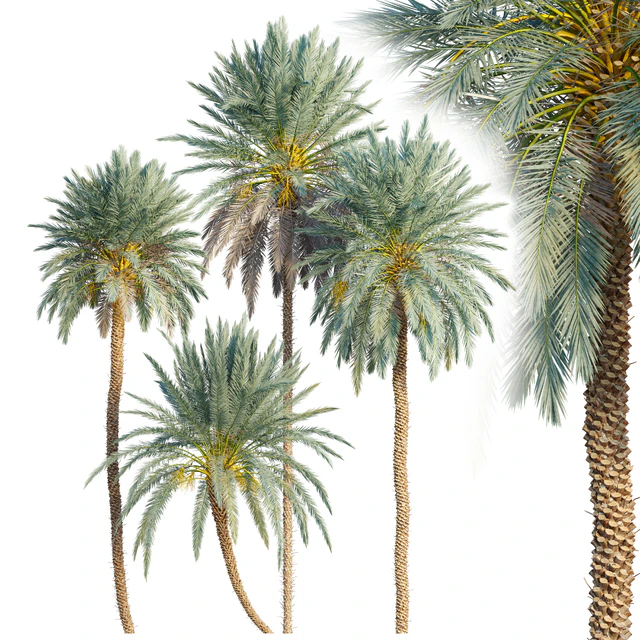 Phoenix dactylifera — Download